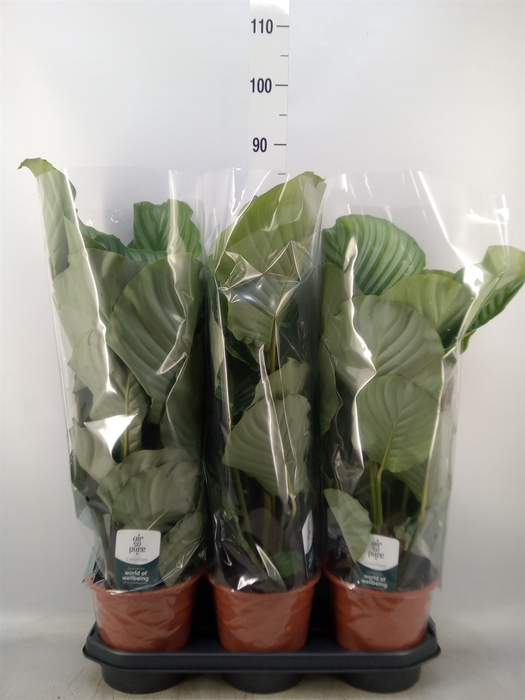 <h4>Calathea orbifolia</h4>