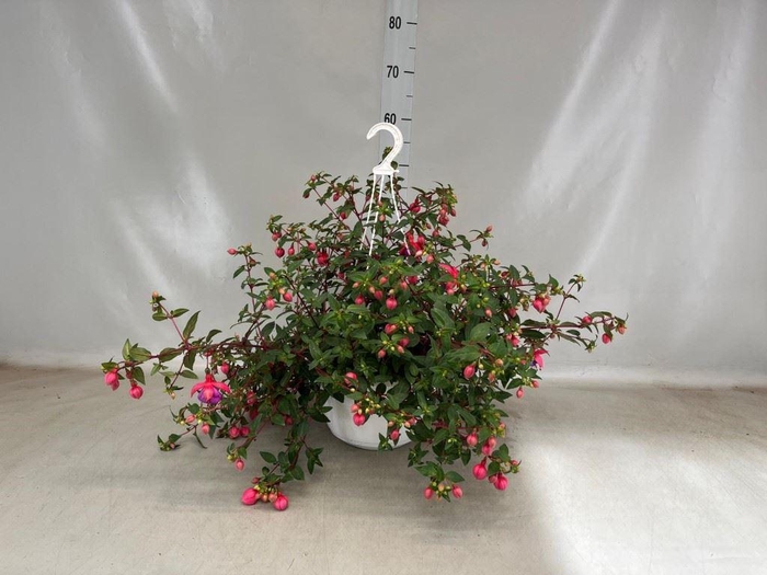 <h4>Fuchsia   ...</h4>