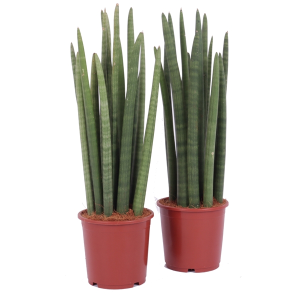 <h4>Sansevieria 17 cm cylindrica spike</h4>