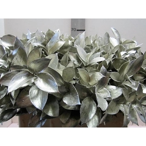 Ruscus G Platina