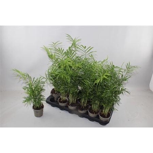 Chamaed Elegans 20pp
