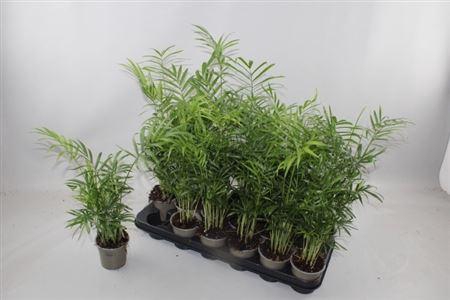 <h4>Chamaed Elegans 20pp</h4>