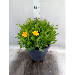 Coreopsis grand. 'Early Sunrise'