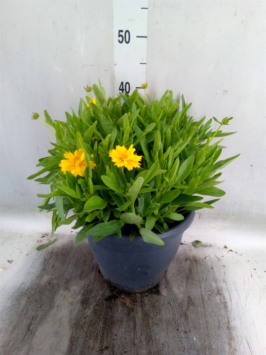 <h4>Coreopsis grand. 'Early Sunrise'</h4>