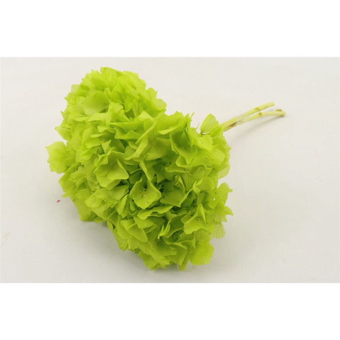 <h4>Bunch Hydrangea Pres</h4>