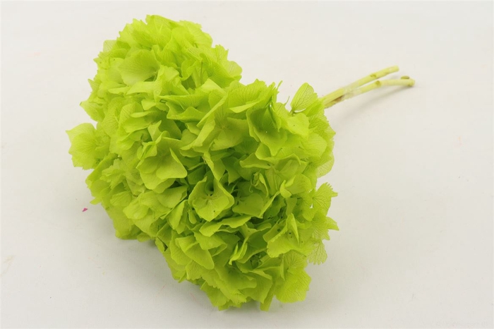 <h4>Bunch Hydrangea Preserved</h4>