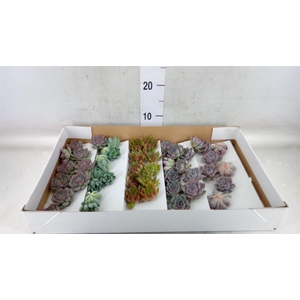 Echeveria   ...mix