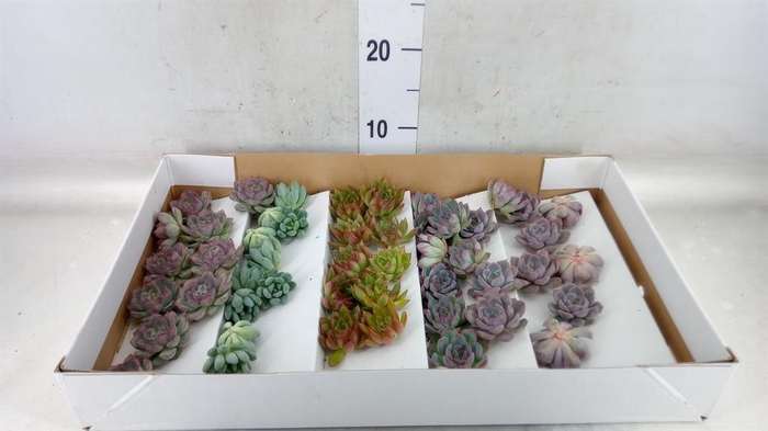 <h4>Echeveria   ...mix</h4>
