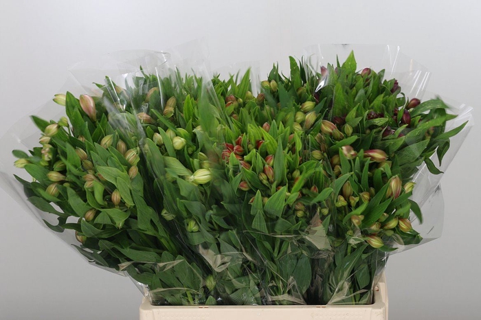 Alstoemeria gemengd in fust