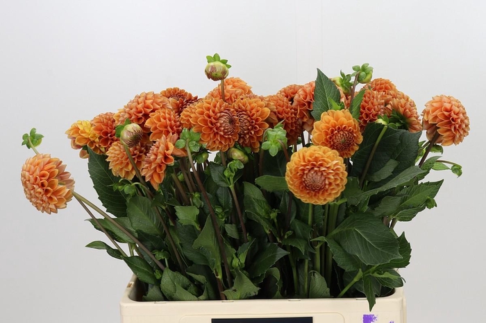 <h4>Dahlia Cornel Bronze</h4>