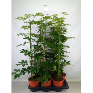 Schefflera arbor. 'Compacta'