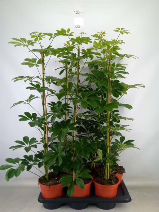 <h4>Schefflera arbor. 'Compacta'</h4>