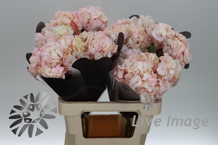 <h4>Hydrangea pink light</h4>