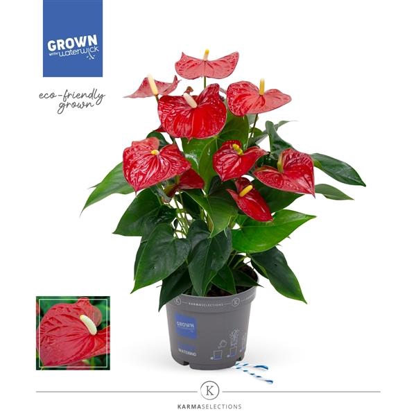 <h4>Anthurium Andreanum Grp Baby Red Imp</h4>