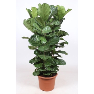 Ficus Lyrata 4 pp FiLy45Tf