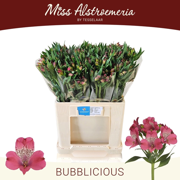 <h4>ALSTR BUBBLICIOUS</h4>