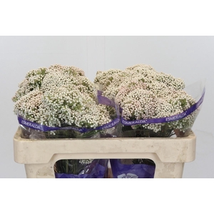 Ozothamnus Cooks Snow White