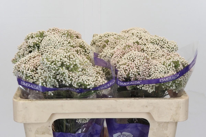 Ozothamnus Cooks Snow White