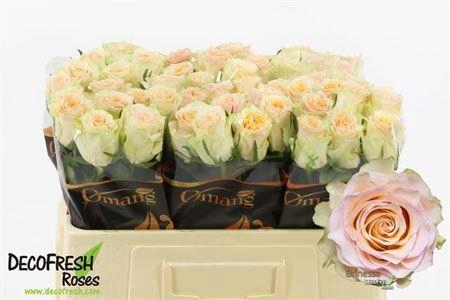 <h4>R Gr Brinessa</h4>