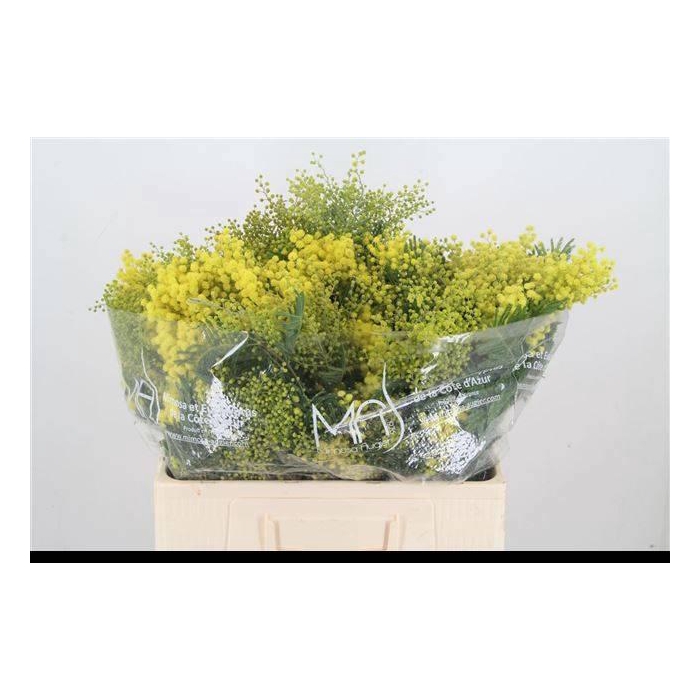 <h4>Acacia Dealbata Bs</h4>