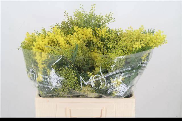 <h4>ACACIA DEALBATA BS</h4>