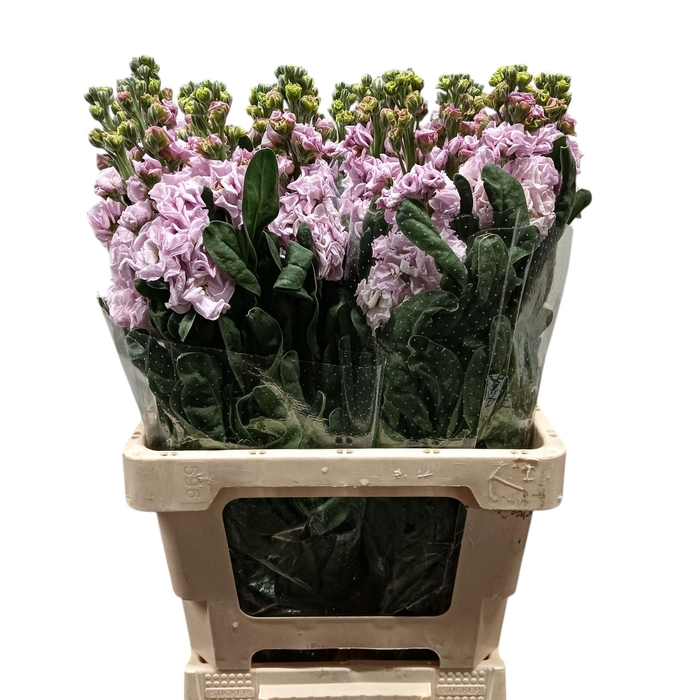 <h4>Matth iron Cherry Blossom</h4>