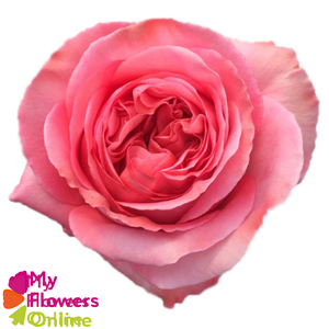 R Gr Pink Xpression Pink 50cm EC