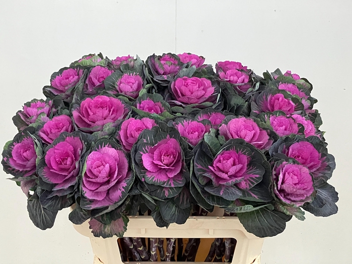 <h4>BRASS RED CRANE</h4>