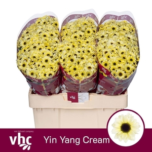 Chr S Yin Yang Cream