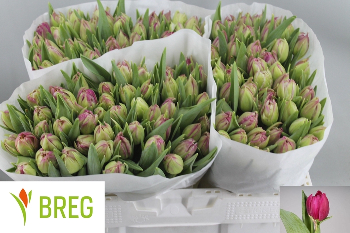 <h4>TU DU MARGARITA</h4>