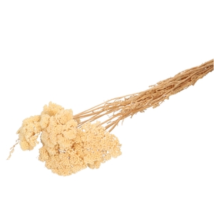 Dried flowers Achillea Bleached 65cm
