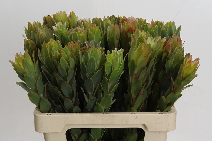 <h4>Cape Green Nervosum</h4>