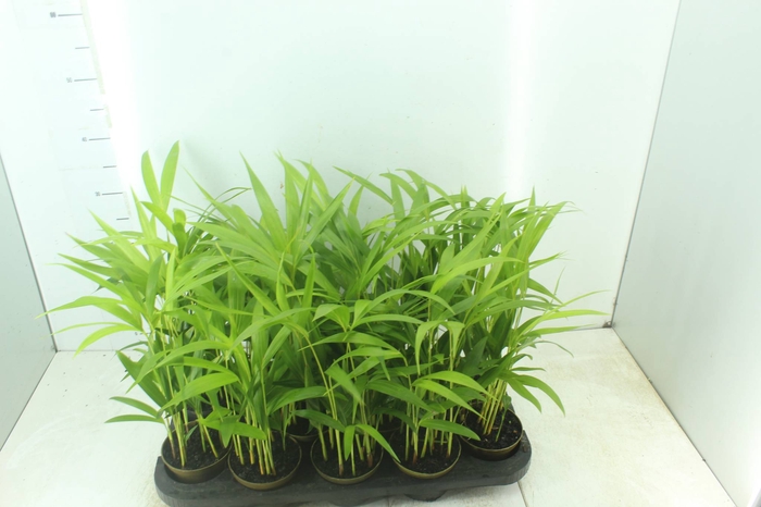 <h4>ARECA BAMBU P11</h4>