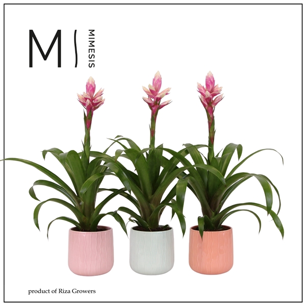 <h4>Mimesis Guzmania Rockyflower Candy - 12cm in Belize ceramic</h4>