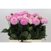 Dahlia Wizard of Oz