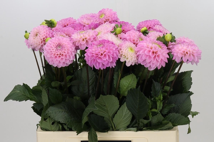 <h4>Dahlia Wizard of Oz</h4>