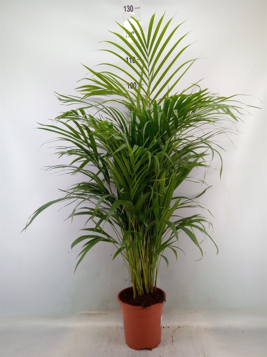 <h4>Dypsis lutescens   ...Chrysalidoca</h4>