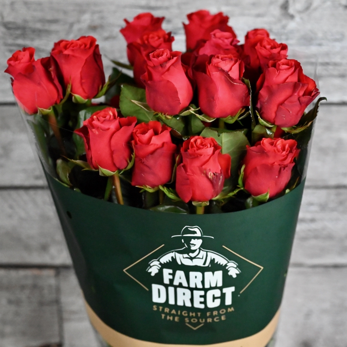 <h4>R Gr Altamira</h4>