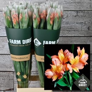 ALSTRO LUCCA ORANGE 70GR