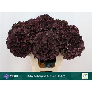 Hydr M Mag Ruby Cl P