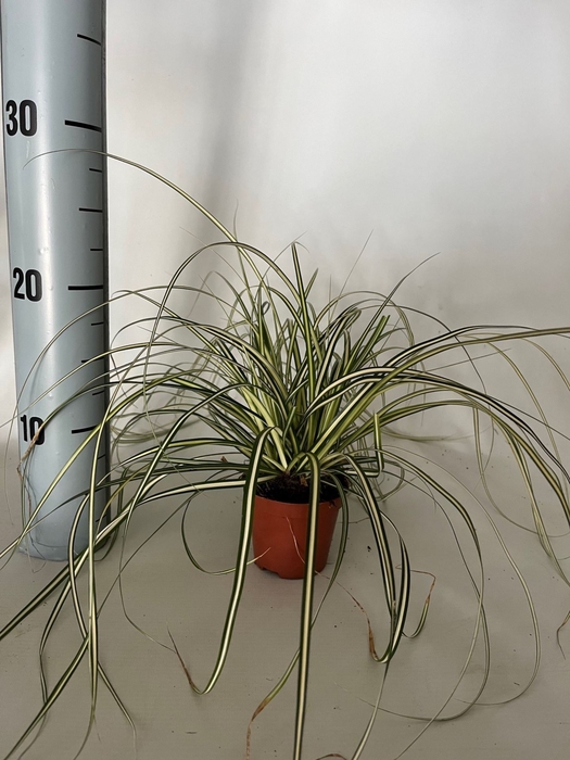 Carex hachijoensis Evergold
