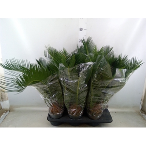 Cycas revoluta