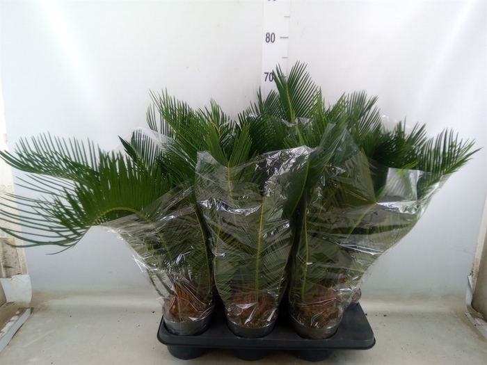 <h4>Cycas revoluta</h4>