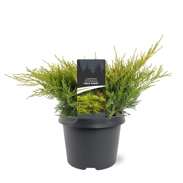 <h4>Juniperus pfitzeriana 'Gold Coast' 25-30 C3</h4>