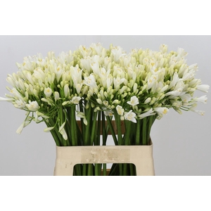 Agapanthus Gletsjer