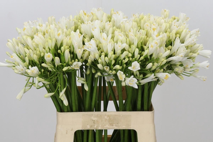 <h4>Agapanthus Gletsjer</h4>