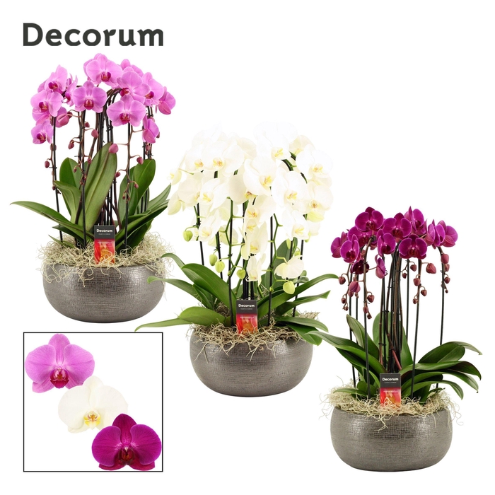 <h4>Nero cascade 6 tak symphony mix (Deco-collection)</h4>