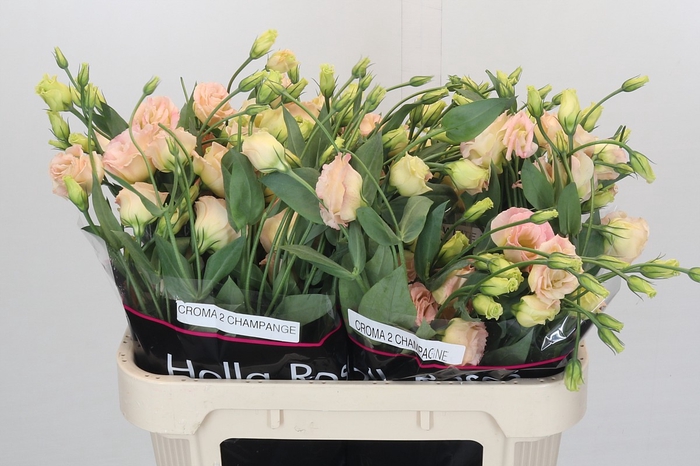 <h4>Eustoma Du Croma Champagne</h4>