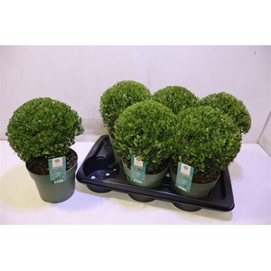 arr8 Ilex Crenata Jenny