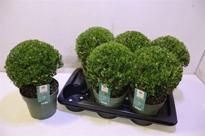 <h4>arr8 Ilex Crenata Jenny</h4>